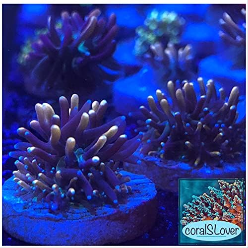 coralSLover Canlı Tuzlu Su Mercan Parçası-Altın Galaxea Uzun Dokunaçlar